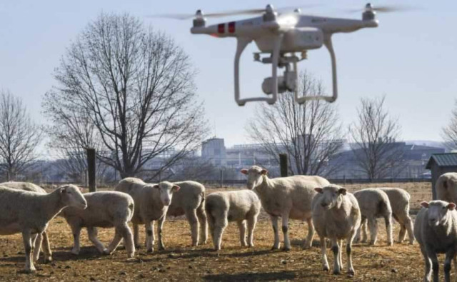 Безпілотник слідкує за тваринами 